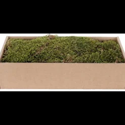 Muschio Piatto Essiccato 500 g Verde - Marrone