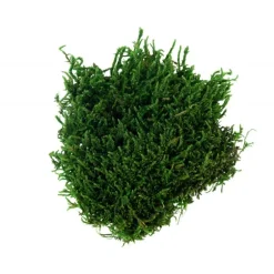Muschio Verde 50 gr