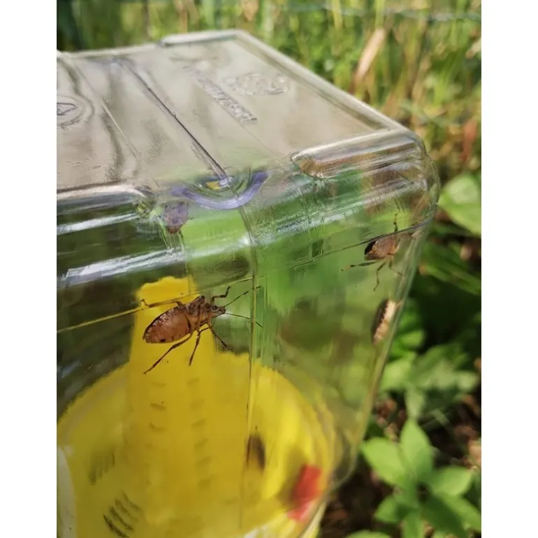 Trappola per Cimice Asiatica CYMATRAP GARDEN InVerde