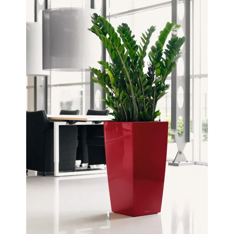 Vaso Cubico Premium 50 Lechuza Set Completo